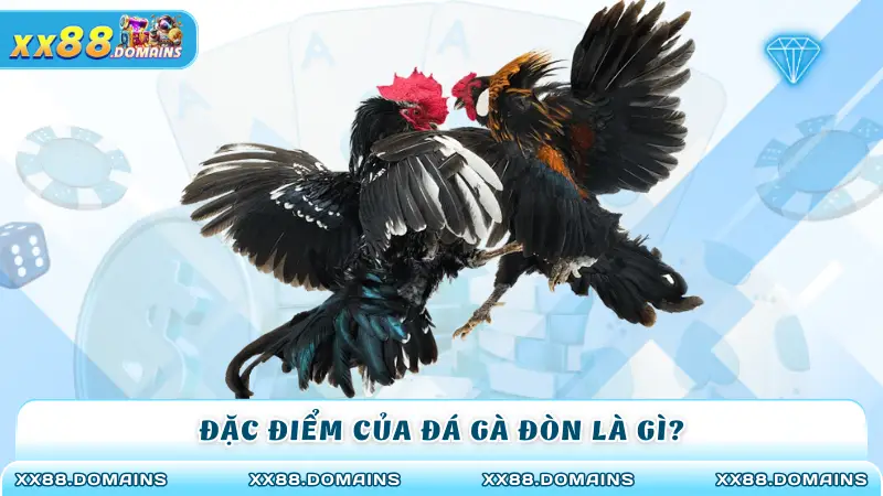 Đặc điểm của đá gà đòn là gì?