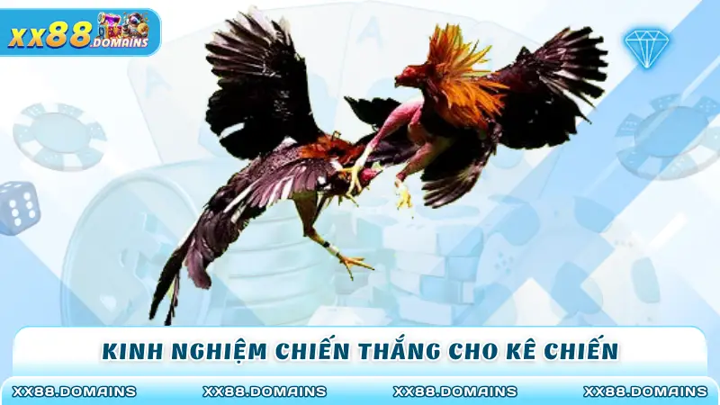 Kinh nghiệm chiến thắng cho kê chiến