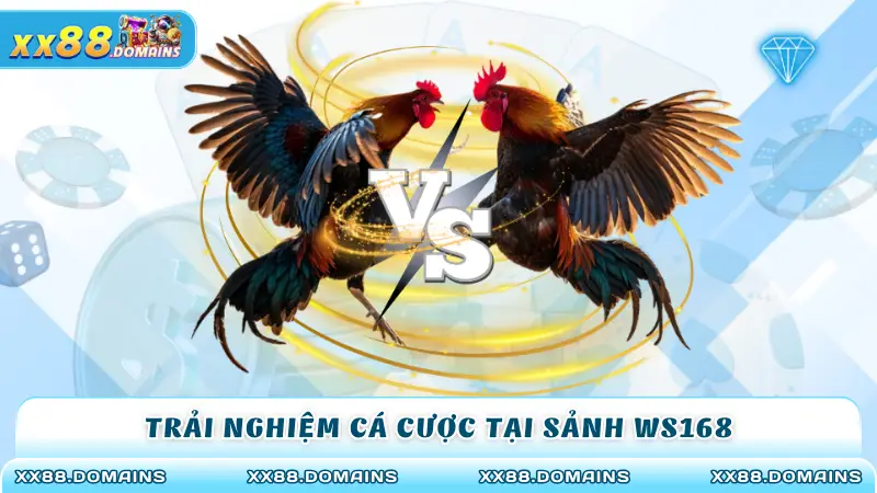 Trải nghiệm cược gà chọi tại sảnh WS168